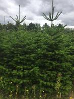 Nordman kerstbomen 3,5-4,5 meter, Tuin en Terras, Planten | Bomen, Ophalen, Bloeit niet, Overige soorten, 400 cm of meer