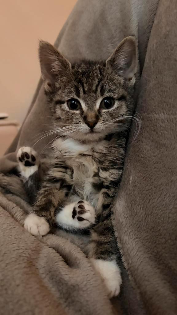 GEZOCHT kitten, Dieren en Toebehoren, Katten-accessoires, Ophalen