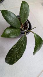 Hoya EPC-600 plantje, Ophalen of Verzenden, Overige soorten, Minder dan 100 cm