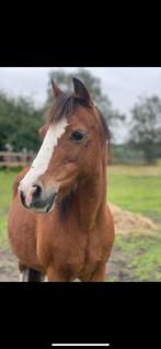 Lease pony, Dieren en Toebehoren, Ophalen of Verzenden, Nieuw