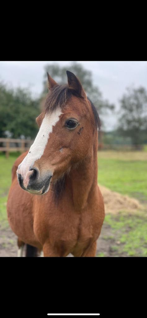 Lease pony, Dieren en Toebehoren, Paarden en Pony's | Verzorgingsproducten, Nieuw, Ophalen of Verzenden