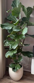 Ficus Lyrata - 180cm met pot, Ophalen, Ficus, Halfschaduw