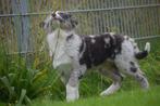 Australische herder pups, aussi pup 💖💖💖, Dieren en Toebehoren, België, 15 weken tot 1 jaar, Meerdere, Meerdere dieren