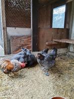 Marans hennen te koop, Vrouwelijk, Kip