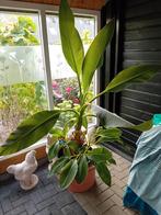 Te koop een bananen plant, Bloeit niet, Overige soorten, Minder dan 100 cm, Ophalen