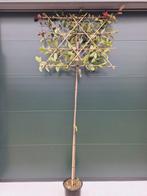 Glansmispel leibomen,  Photinia Camilvy, Wintergroen, In pot, Leiboom, Halfschaduw, Ophalen of Verzenden