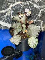 Begonia Martin’s Mystery U 192, Ophalen of Verzenden, Overige soorten, 150 tot 200 cm
