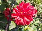 Dahlia, Tuin en Terras, Bloembollen en Zaden, Ophalen, Najaar, Volle zon, Bloembol