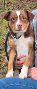 Te koop mooie choco tan mini Australian Sherpherd teef, Dieren en Toebehoren, Nederland, CDV (hondenziekte), 8 tot 15 weken, Teef