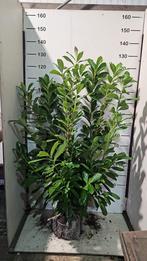 Laurier genolia, novita, caucasia, portugese, rotendifolia, Tuin en Terras, Ophalen, Laurier, 100 tot 250 cm