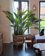 Strelitzia Reginae - Paradijsvogelbloem, Volle zon, Vaste plant, Zomer, Ophalen