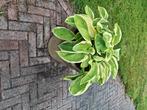Grote bloempot met plant, Ophalen, Steen, Gebruikt, Tuin
