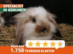 Jonge hangoordwerg konijnen | Kleine konijnen | Ingeënt, Dieren en Toebehoren, Konijnen, Meerdere dieren, Dwerg, Hangoor, 0 tot 2 jaar