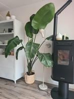 Strelitzia Nicolai 2 meter hoog, Huis en Inrichting, Kamerplanten, Ophalen, Halfschaduw