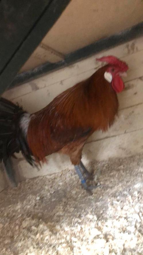 Nederlandsche Hoen haan en hen goudpel en 2x geelwitte pel., Dieren en Toebehoren, Pluimvee, Kip, Meerdere dieren