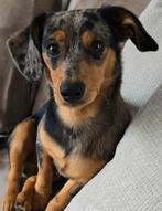 Teckel (kruising) 8 maanden, Dieren en Toebehoren, 15 weken tot 1 jaar, Reu, Dwerg, Eén hond