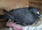 Postduiven Scherens v Gramberen, Dieren en Toebehoren, Vogels | Duiven, Meerdere dieren, Postduif