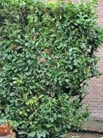 Laurierhaag 100-250cm, Tuin en Terras, Ophalen, Laurier, Haag, 100 tot 250 cm