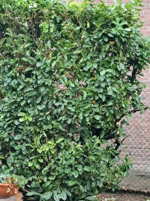 Laurierhaag 100-250cm, Tuin en Terras, Planten | Struiken en Hagen, Haag, Laurier, 100 tot 250 cm, Ophalen