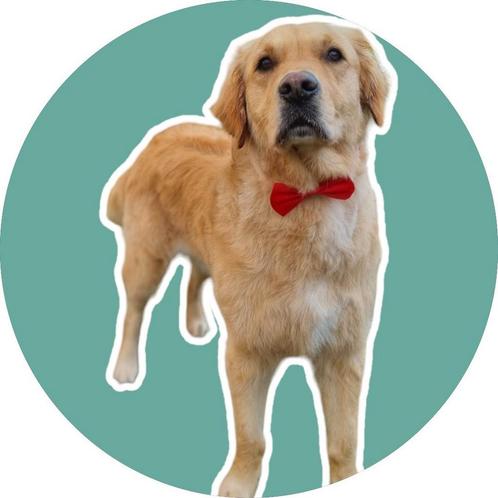trimster, vachtverzorging, Diensten en Vakmensen, Dieren | Honden | Verzorging, Oppas en Les
