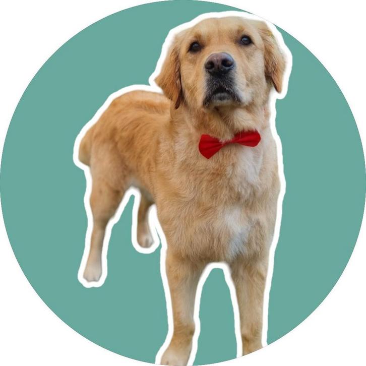 trimster, vachtverzorging, Diensten en Vakmensen, Dieren | Honden | Verzorging, Oppas en Les