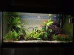 Juwel 80cm Aquarium compleet inclusief vissen en meubel, Ophalen, Gebruikt, Gevuld zoetwateraquarium