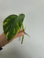 Bladstekken Epipremnum en scindapsus, Huis en Inrichting, Kamerplanten, Ophalen of Verzenden, Overige soorten