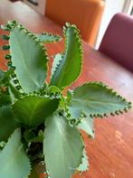 Stekjes met wortels van Mother of thousands . Kalanchoë., Huis en Inrichting, Kamerplanten, Ophalen of Verzenden, Overige soorten