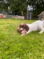 Laatste Engelse Springer Spaniel Pups met Stamboom, Dieren en Toebehoren, Honden | Retrievers, Spaniëls en Waterhonden, 8 tot 15 weken