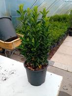 Eyonimus buxus vervanger, 25-30 cm hoog, Tuin en Terras, Planten | Struiken en Hagen, Ophalen, Overige soorten, Haag, Minder dan 100 cm