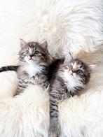 Prachtige Britse Korthaar x Ragdoll kittens!, Dieren en Toebehoren, Katten en Kittens | Overige Katten, Meerdere dieren