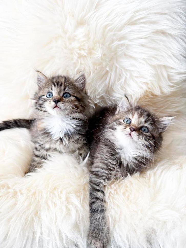 Prachtige Britse Korthaar x Ragdoll kittens!, Dieren en Toebehoren, Katten en Kittens | Overige Katten, Meerdere dieren