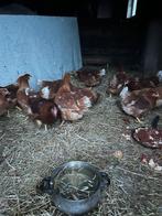 jonge bruine hennen, Dieren en Toebehoren, Pluimvee, Vrouwelijk, Kip