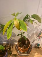 Avocado Plant, Ophalen, Fruitplant, Halfschaduw, In pot