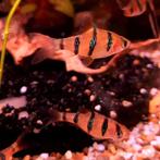 Puntius pentazona, Dieren en Toebehoren, Vissen | Aquariumvissen, Vis
