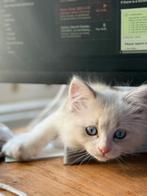 Ragdoll, Dieren en Toebehoren, Katten en Kittens | Overige Katten, Kater, 0 tot 2 jaar