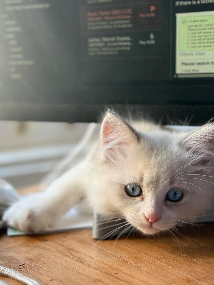 Ragdoll, Dieren en Toebehoren, Katten en Kittens | Overige Katten, Kater, 0 tot 2 jaar