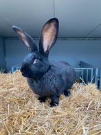 Dekram vlaamse reus, Dieren en Toebehoren, Konijnen, Mannelijk, Groot, 0 tot 2 jaar