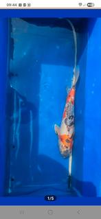 4 kois te koop, Dieren en Toebehoren, Karper of Koi