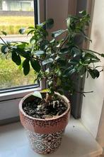 Carmona bonsai plant, Ophalen, Overige soorten, Minder dan 100 cm