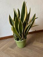 Sansevieria vetplant, Ophalen, Halfschaduw, Minder dan 100 cm