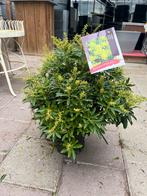 Pieris japonica 'Sinfonia' - Schitterende Struik, Tuin en Terras, Planten | Tuinplanten, Overige soorten, Vaste plant, Ophalen of Verzenden