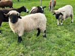 Walliser Schwarznase ooien, Dieren en Toebehoren, Vrouwelijk, Schaap
