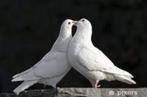 Mooie Witte Duiven te koop en te huur....................., Dieren en Toebehoren, Meerdere dieren, Overige soorten