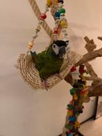 Geelnek Ara - 2,5 jaar oud - Groen/geel/rood, Dieren en Toebehoren, Vrouwelijk, Papegaai, Pratend