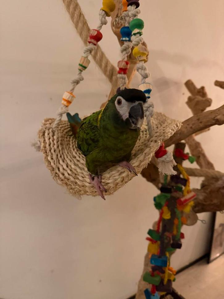 Geelnek Ara - 2,5 jaar oud - Groen/geel/rood, Dieren en Toebehoren, Vogels | Parkieten en Papegaaien, Papegaai, Vrouwelijk, Pratend