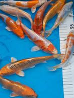 Koi karpers, Dieren en Toebehoren, Karper of Koi