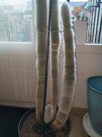 Grote cactus met zachte haren 1 meter hoogte. 4 cactussen in, Tuin en Terras, Volle zon, Vaste plant, Bloeit niet, Ophalen