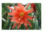 epiphyllum cactus vulcano gewortelde stekken, Minder dan 100 cm, Bloeiende kamerplant, Halfschaduw, Ophalen of Verzenden