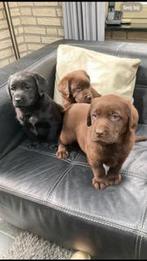 Zeer mooie labradorpuppies ouders met stamboom, 8 tot 15 weken, Labrador retriever, CDV (hondenziekte), Meerdere dieren